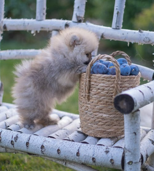 Miniature Pomeranian